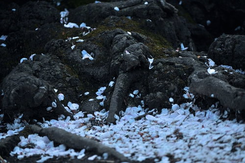 黒い岩と苔の上に散った白い花びら