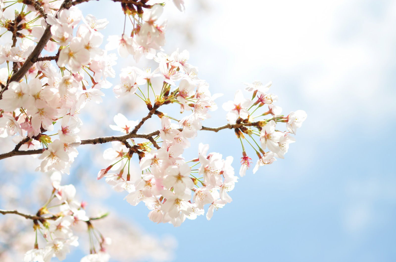 淡いピンク色の桜の花が咲く枝と青い空
