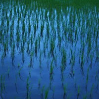 日没後のオレンジの空を映す静かな水田の風景の写真