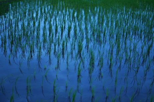 日没後のオレンジの空を映す静かな水田の風景