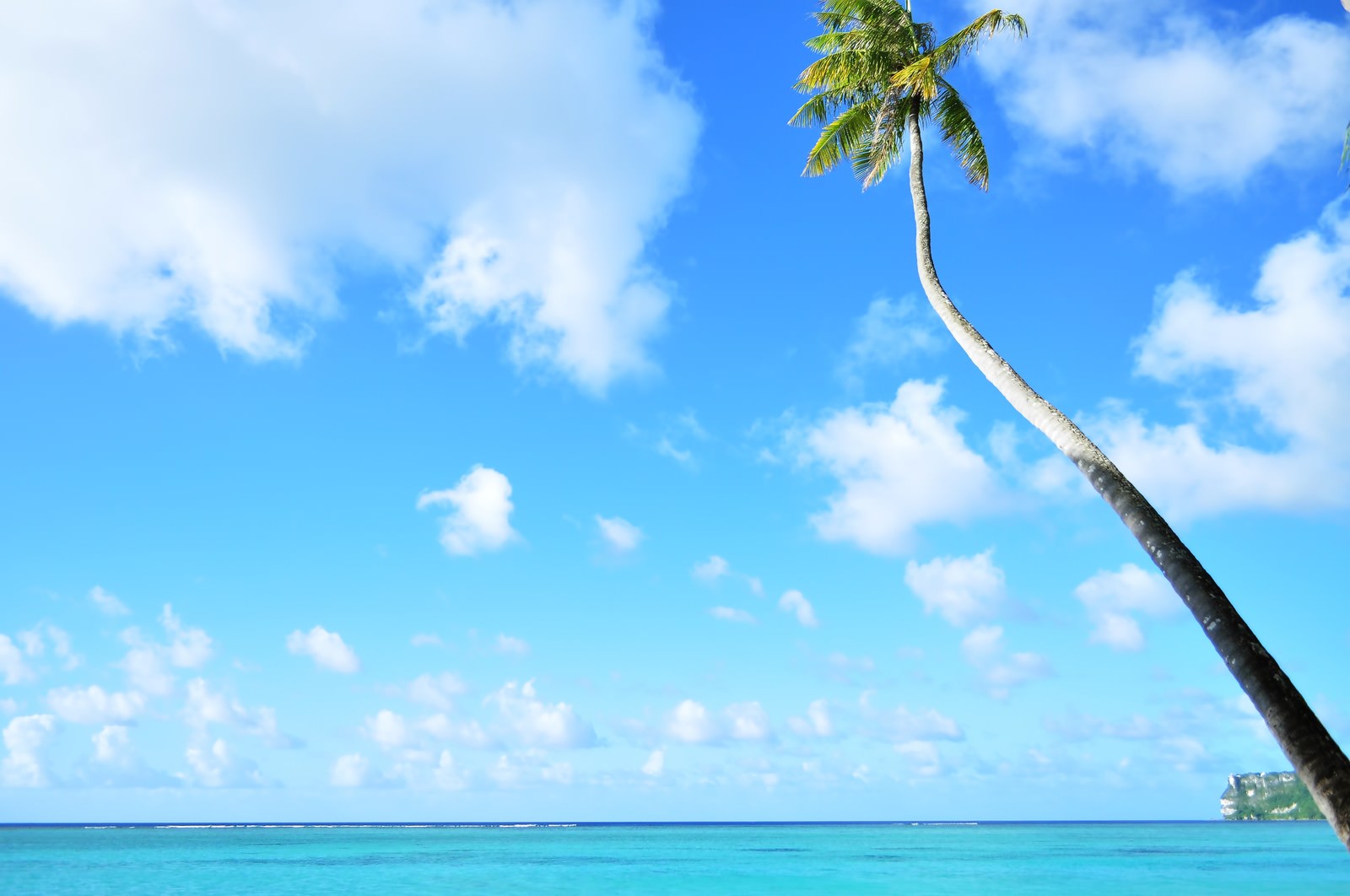 青い海と空に向かって伸びるヤシの木