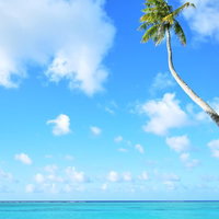 青い海と空に伸びるヤシの木の写真