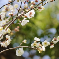 青空に映える白梅の花とつぼみの写真