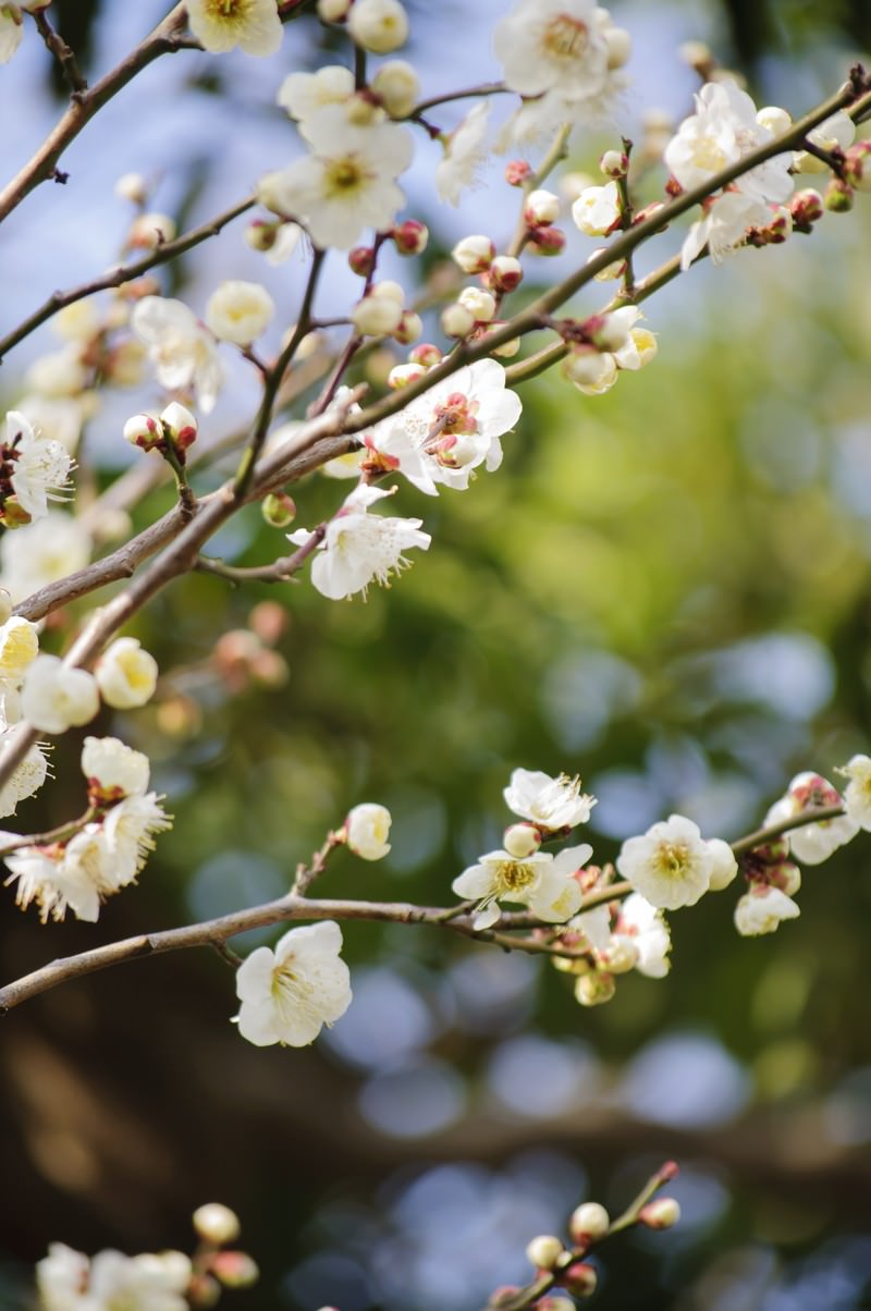 青空を背景に白梅の花が枝に咲きつぼみも付いている