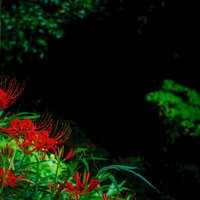 秋の林に群生する曼珠沙華の写真