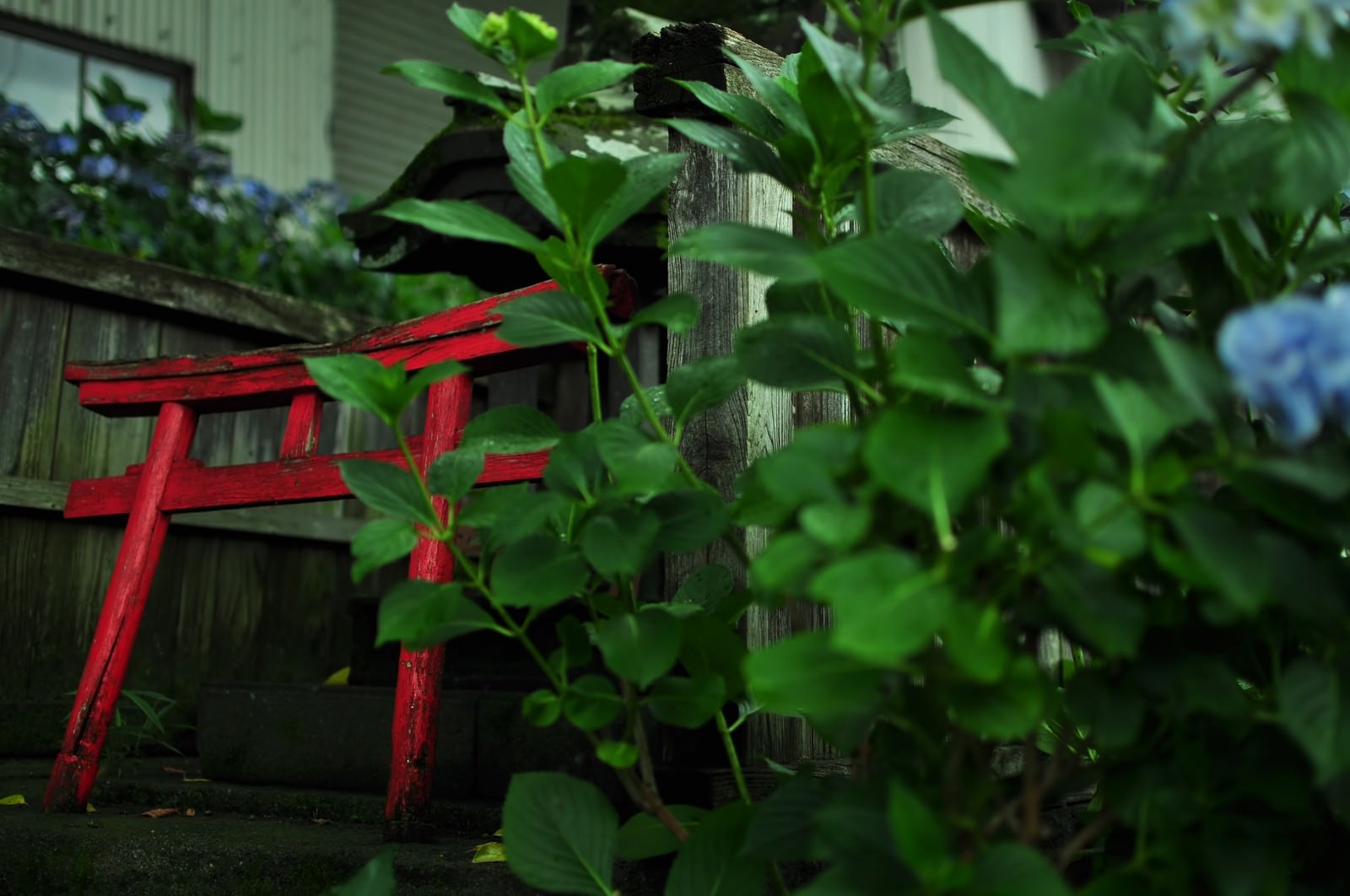 祠の前に咲く紫の紫陽花