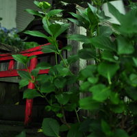 石の祠の前に紫の紫陽花が咲く和風の風景の写真