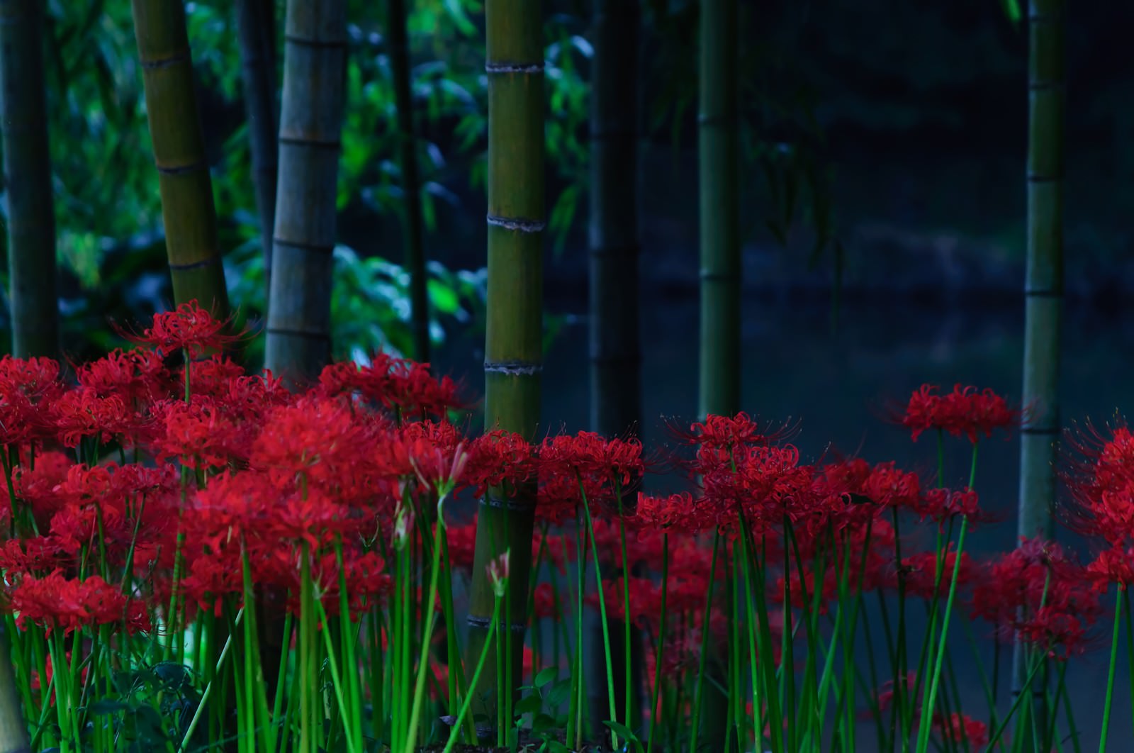 竹林の暗い背景に赤い彼岸花が群生する秋の花畑