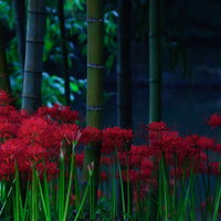 竹林の中に群生する赤い彼岸花の写真