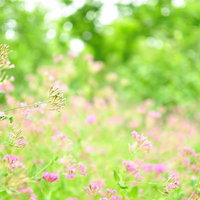 淡いピンクの小花が咲くお花畑の写真