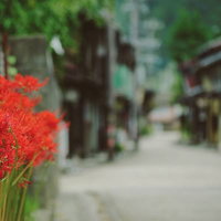 郡上八幡の古い街並みに咲く赤い彼岸花と石畳の写真