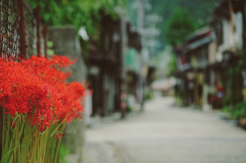 郡上八幡の古い街並みに咲く赤い彼岸花と石畳