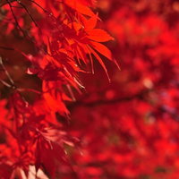 光に透ける赤い紅葉の葉の接写の写真