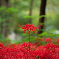 森の中に咲く赤い彼岸花の写真