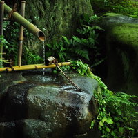 苔が生した古い石の手水鉢と水が溜まる和風の風景の写真