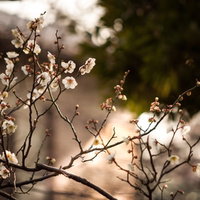早春の白梅、つぼみと花が混じる枝の写真