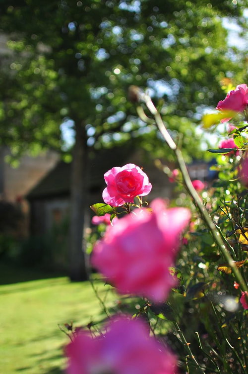 イギリス・ベイクウェルの石壁の街角に赤いバラが咲く風景