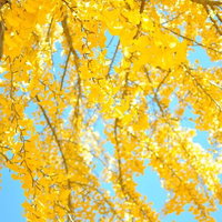 青空を背景に黄色く色づいたイチョウの葉が光る秋の風景の写真