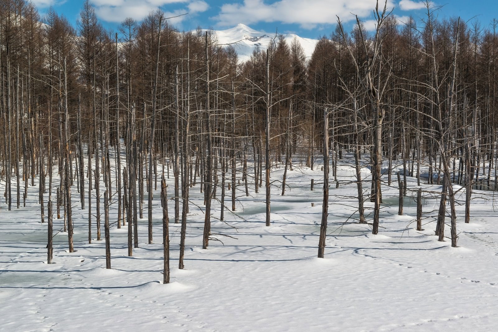 雪が積もった冬の雑木林