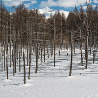 白い雪が積もった地面と枝が見える冬の雑木林の写真