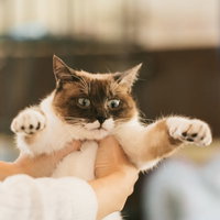 両腕を広げて持ち上げられるキジトラ白の子猫の写真