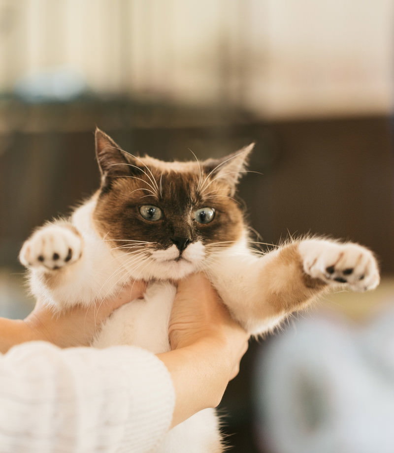 両手に乗せられ前足を広げるキジトラ白の子猫［モデル：プー］