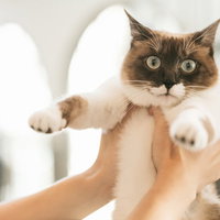 「これから動物病院に行きますよー」「ファッ！（猫）」の写真