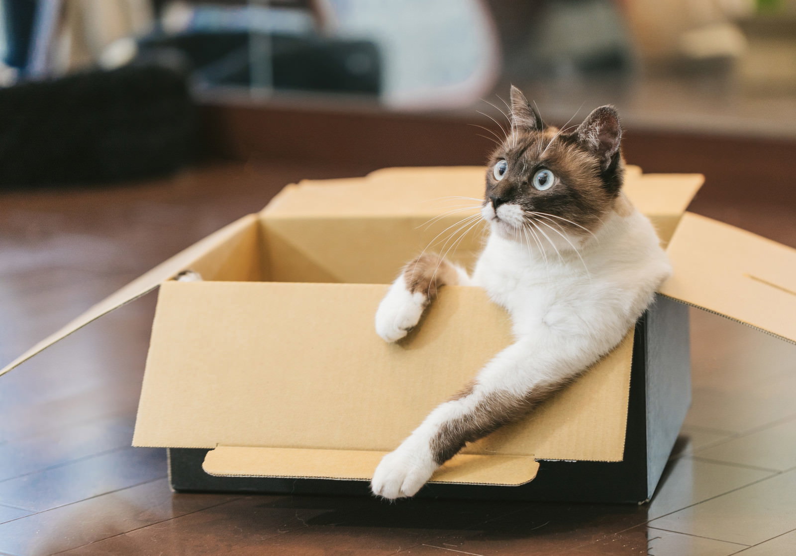 膝の上でくつろぐ青い目の猫［モデル：プー］