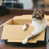 膝の上でくつろぐ青い目の猫の写真