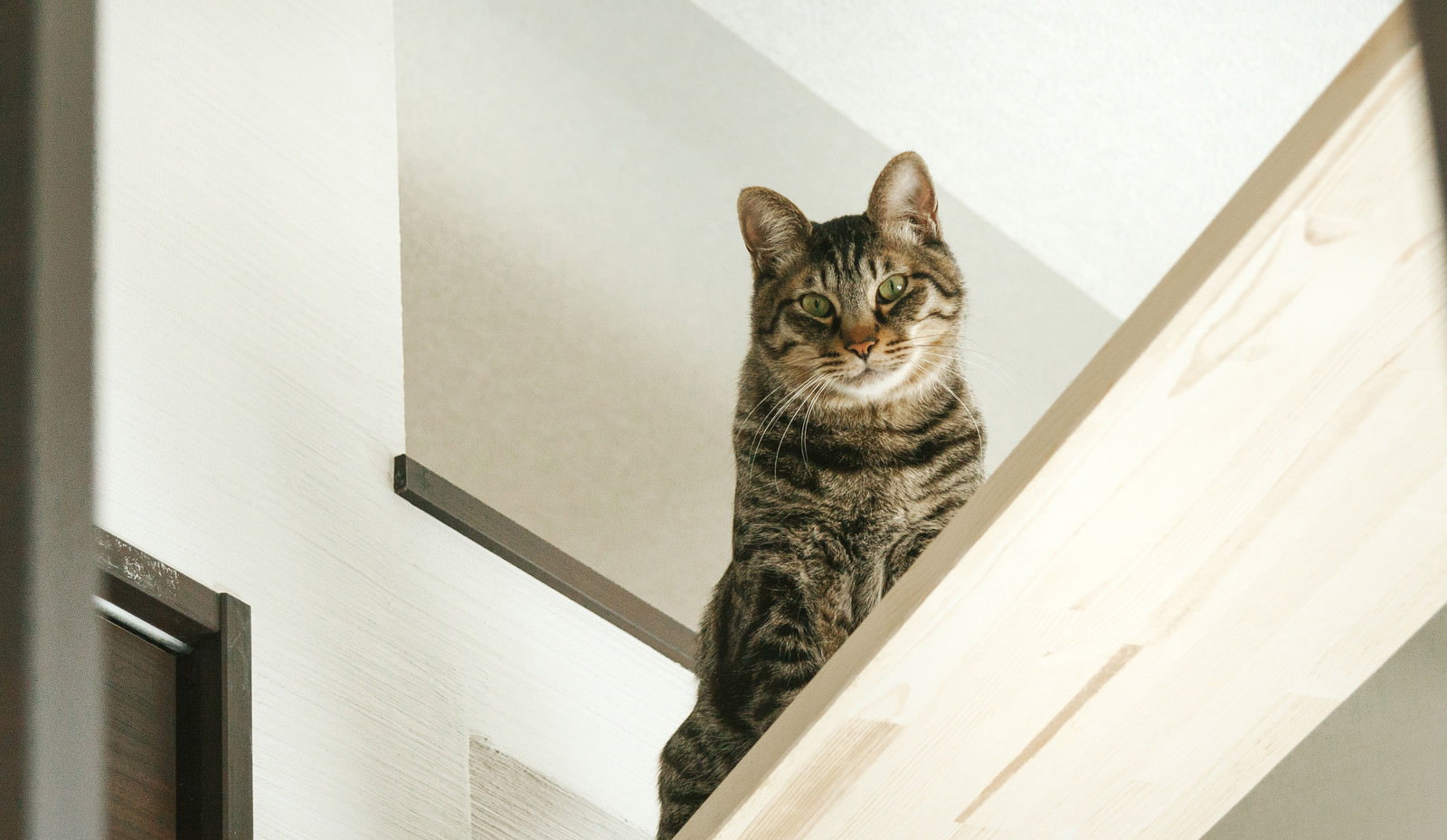 白いキャットウォークから見下ろす茶トラ猫