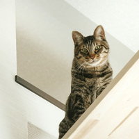 白いキャットウォークから見下ろすにゃんこの写真