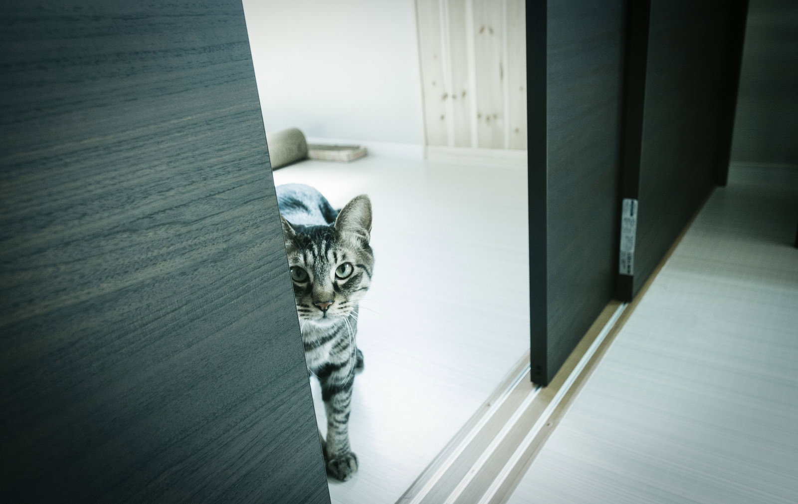 廊下のドア隙間からのぞく縞猫