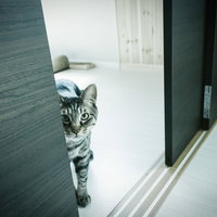 廊下で警戒して振り返る寂しいにゃんこの姿の写真