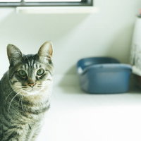 ご主人の異変を察するキッチンの猫の表情と視線の写真