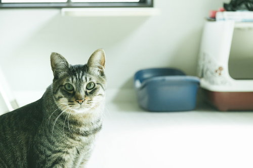 ご主人の異変を察するキッチンの猫の表情と視線