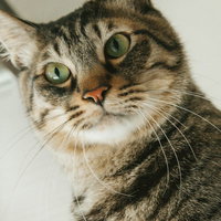 目を丸くして驚く猫の写真