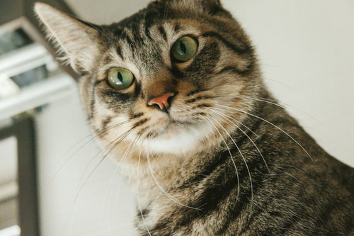 目を丸くして驚く猫