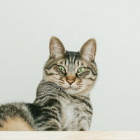 おれやってません猫　こちらを見つめるキジトラ猫の写真