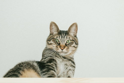 おれやってません猫　こちらを見つめるキジトラ猫