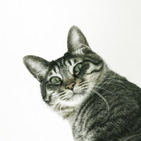 白い背景で振り返りを激写するキジトラ猫の後ろ姿の写真