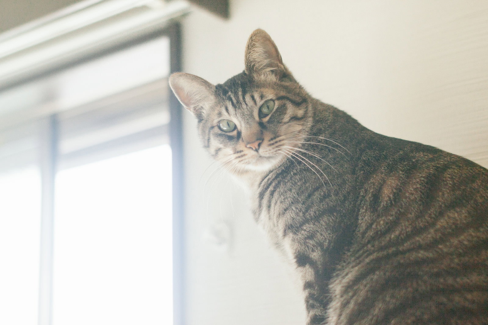 窓辺で心配そうにこちらを見つめる縞模様の猫