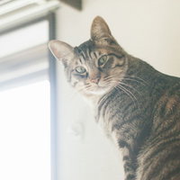 飼い主が起きないにゃんと心配そうに見つめる猫の写真