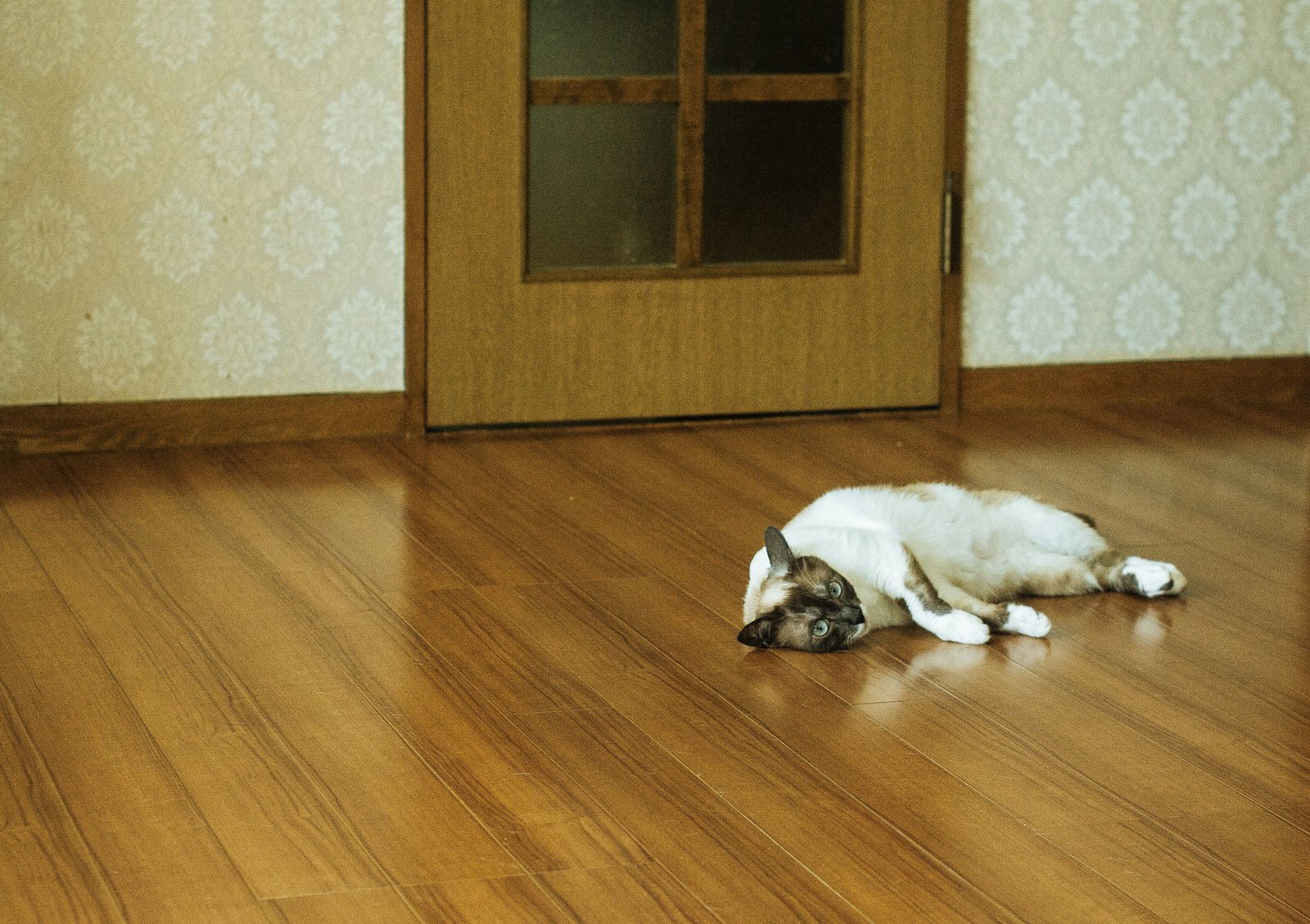 フローリングの上に横たわりこちらを見つめる白い猫