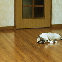 冷房入れてニャン、フローリングでだらんと横たわる白い猫の写真