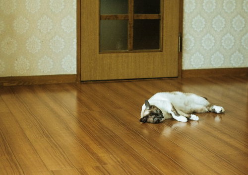 冷房入れてニャン、フローリングでだらんと横たわる白い猫