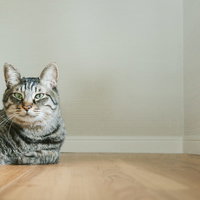 猫だけど質問ある？の写真