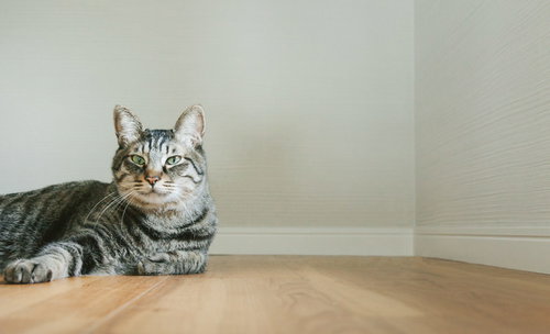 猫だけど質問ある？