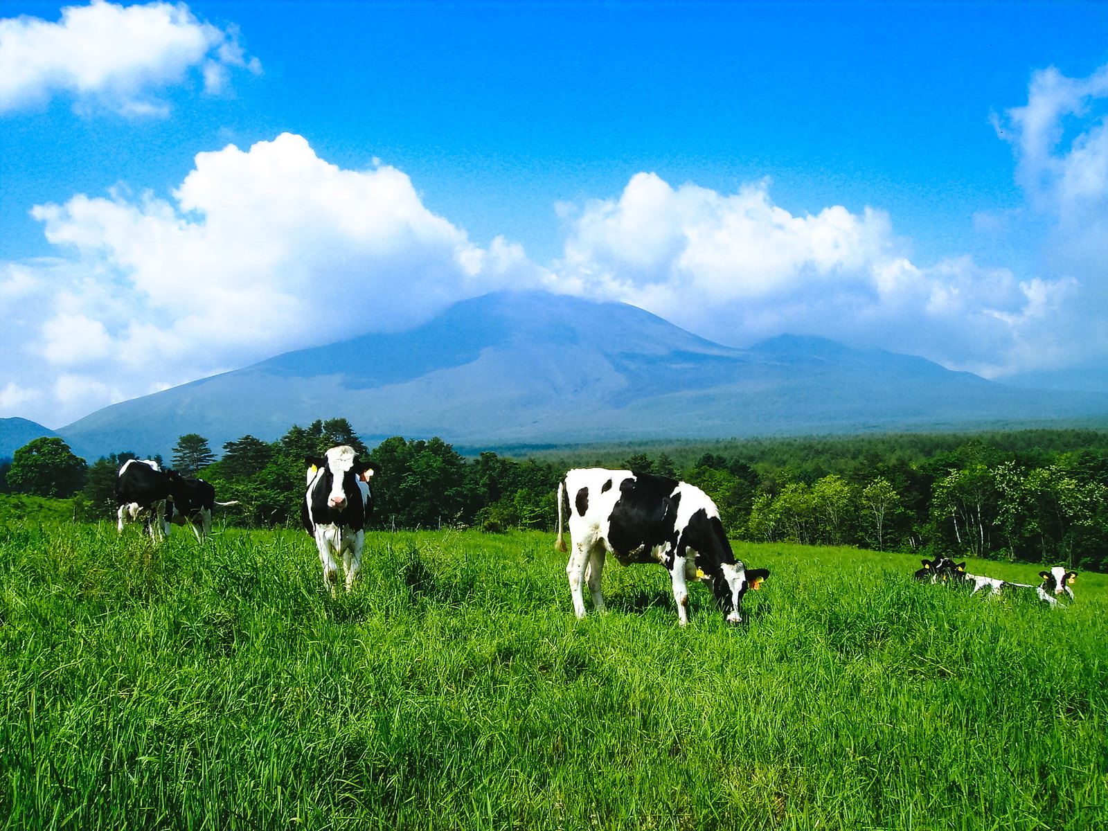 浅間牧場の草原で放牧される牛と山の風景