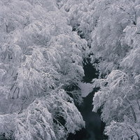 長野原町の浅間渓谷に厚く付着した樹氷の冬景色の写真