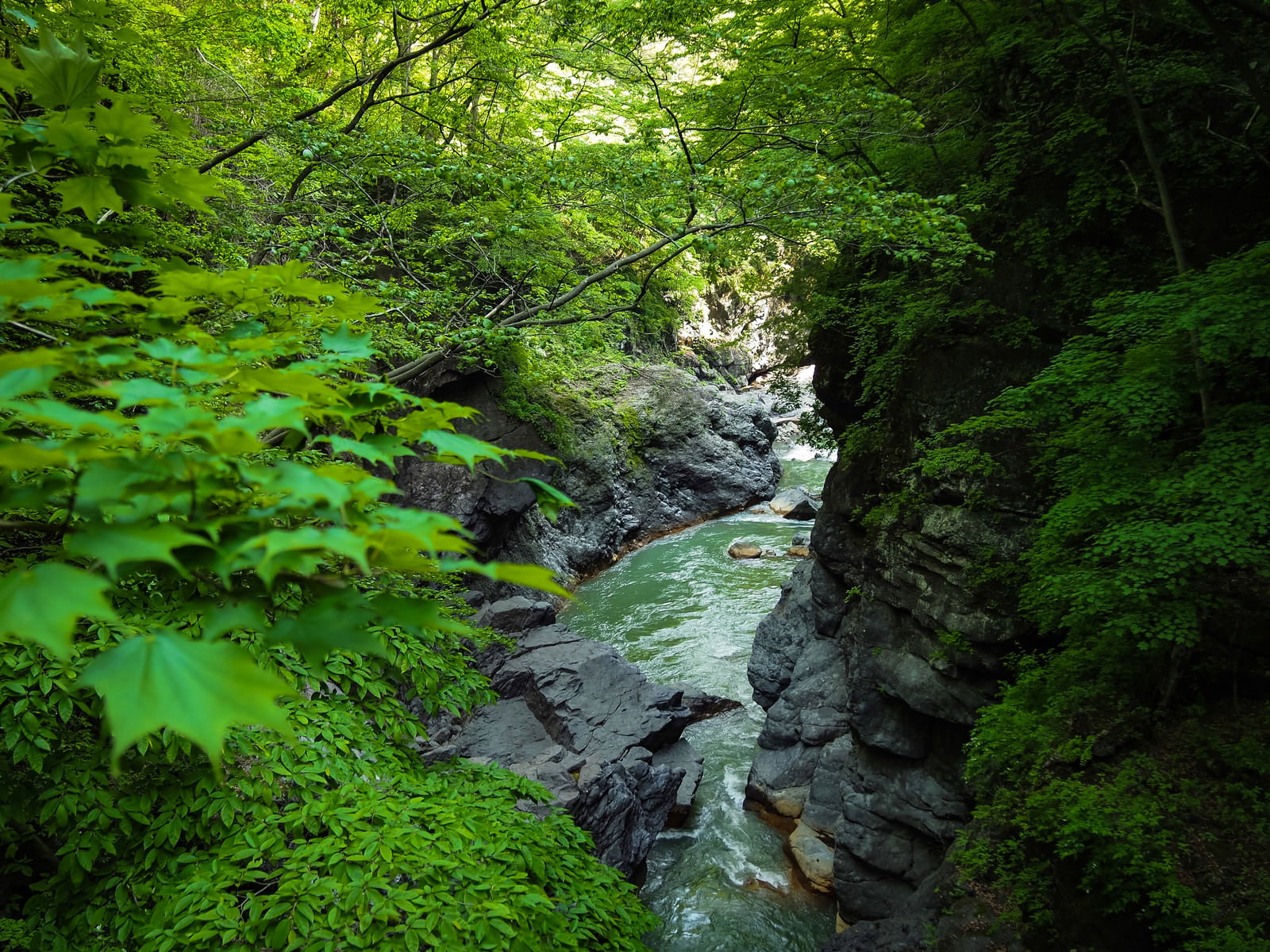 新緑の森に囲まれた吾妻川の清流が岩の間を流れる美しい渓谷風景